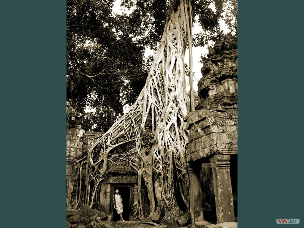 Angkor - ruins of TA PROHM