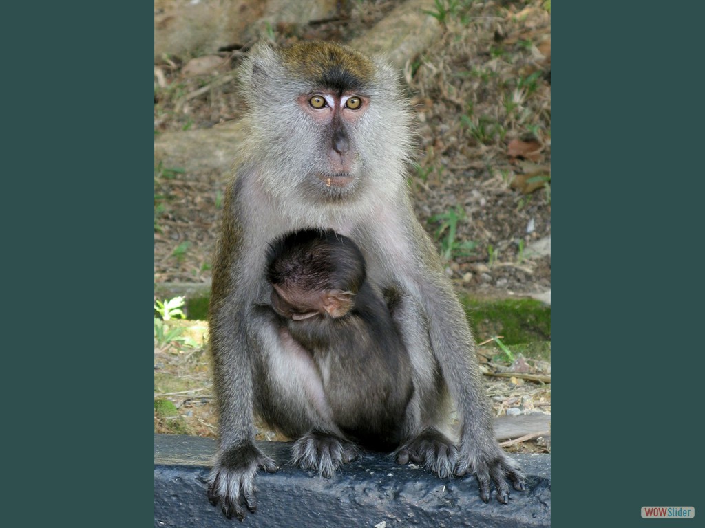 Makaken-Mama mit Baby