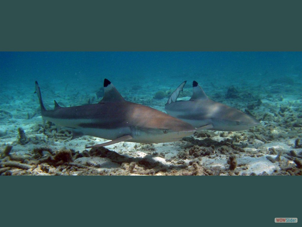 Schwarzspitzenriffhaie vor Perhentian Kecil