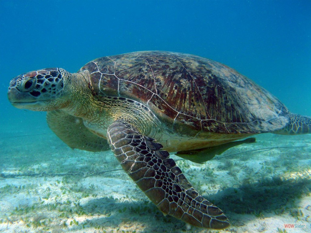 Meeresschildkröte vor den Perhentian Islands