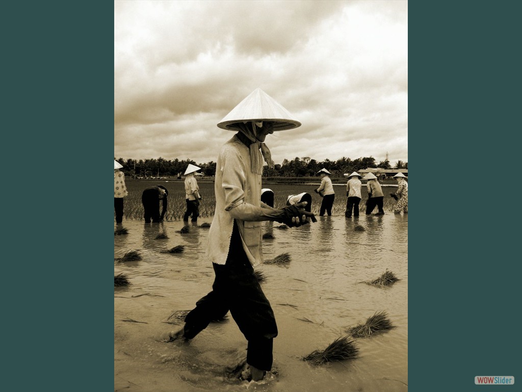Mekong-Delta - Reisernte? Frauenarbeit