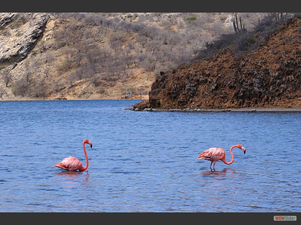 Flamingos (Washington Slagbaai N.P. -Nordküste).
