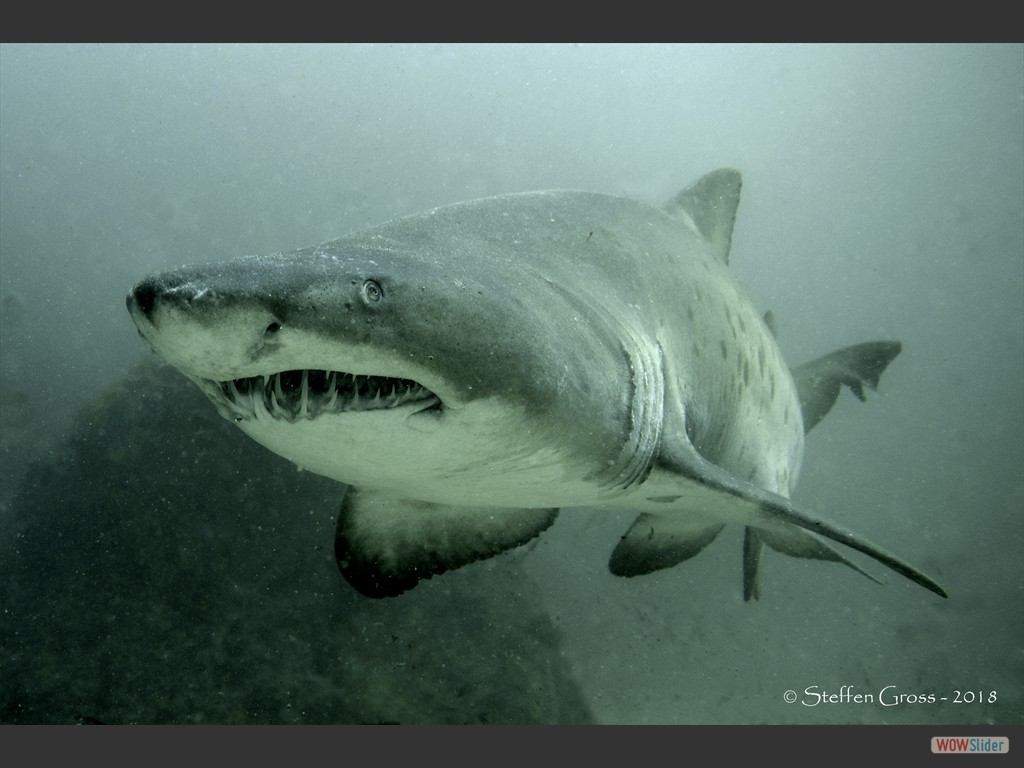 Sandtigerhaie sehen bedrohlicher aus, als sie (meistens) sind.