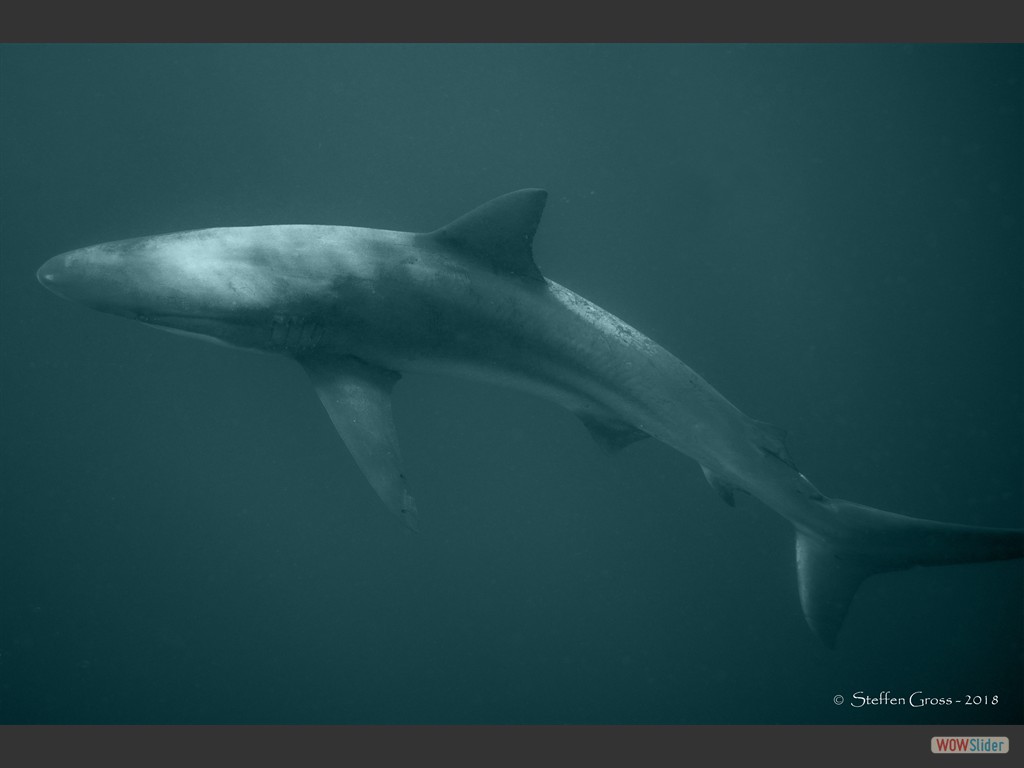 Schwarzhai, auch Düsterer Hai (Dusky Shark).