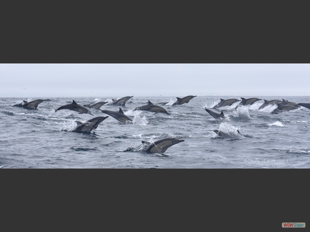 Gemeine Delfinschule, bestehend aus mehreren Hundert Tieren...Ein Indiz für die Sardinen?